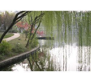 葇荑花序-杨