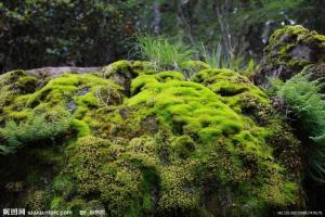 孢子囊  苔藓植物