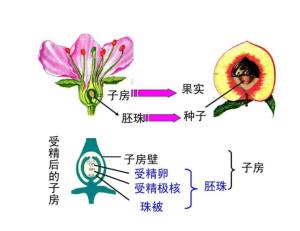 子房壁