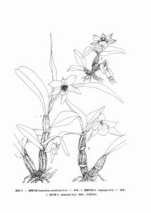 矮石斛(中国高等植物图鉴)