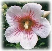 韩国国花——木槿花