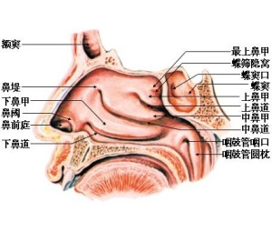 鼻腔