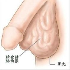 睾丸