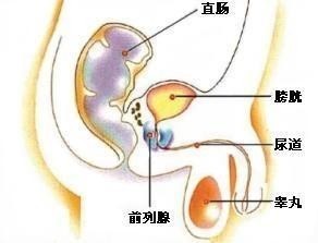 男性生殖系统