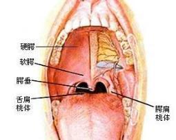 扁桃腺