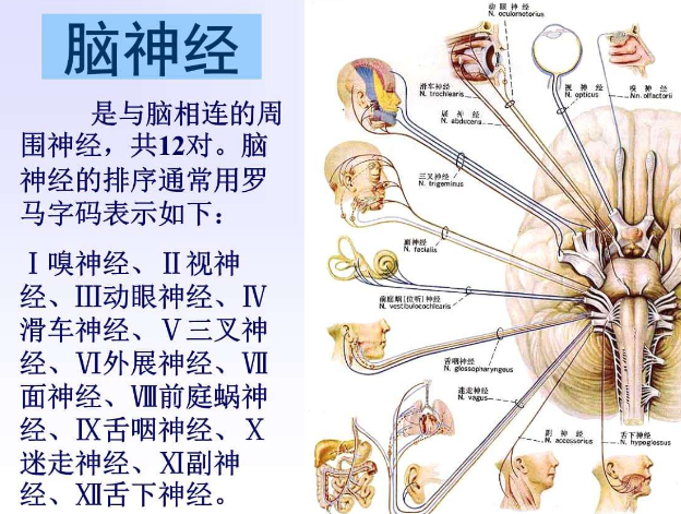 脑神经