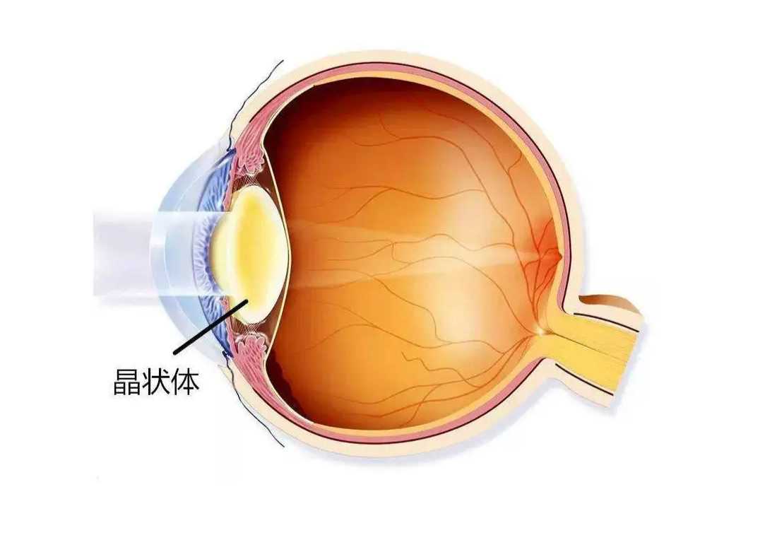 晶状体