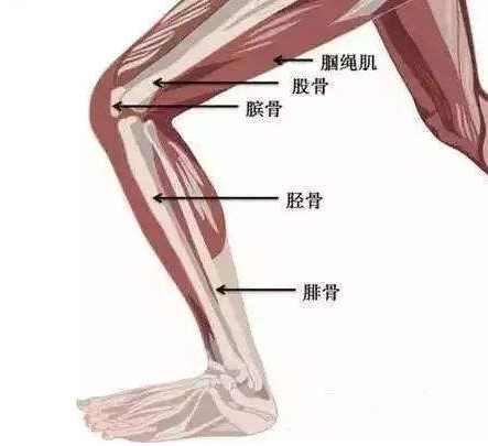 腓骨