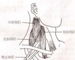 前斜角肌图示