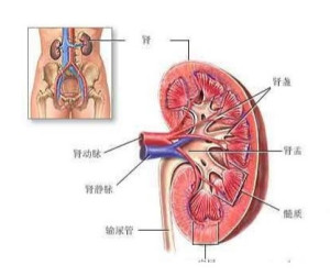 肾盂