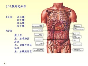 腹部分区